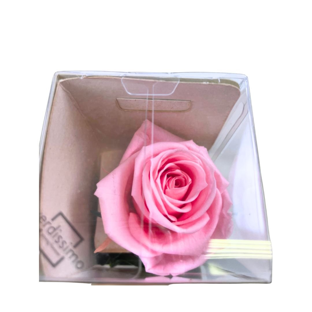 Rosa stabilizzata 25cm - Vari colori - Mondoprato