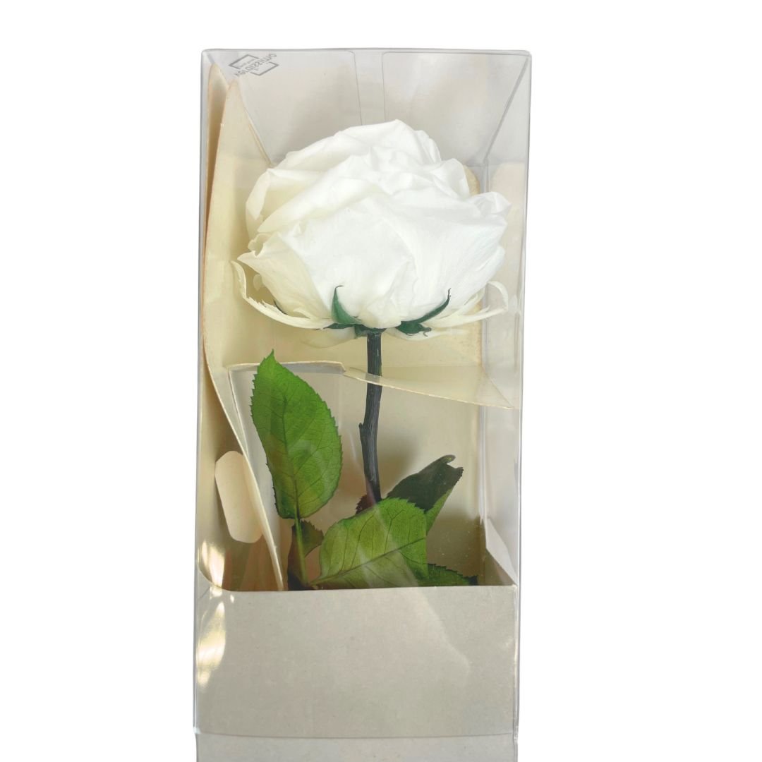 Rosa Stabilizzata Grande - Mondoprato