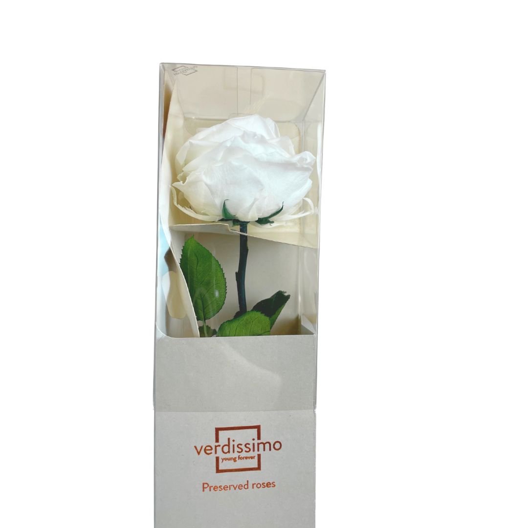 Rosa Stabilizzata Grande - Mondoprato