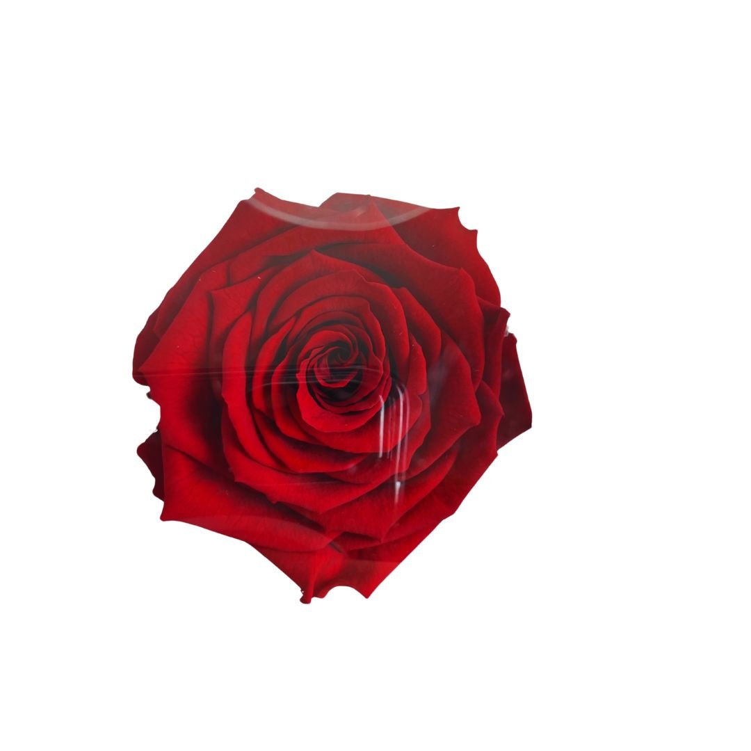 Rosa Stabilizzata in cono - Vari colori - Mondoprato