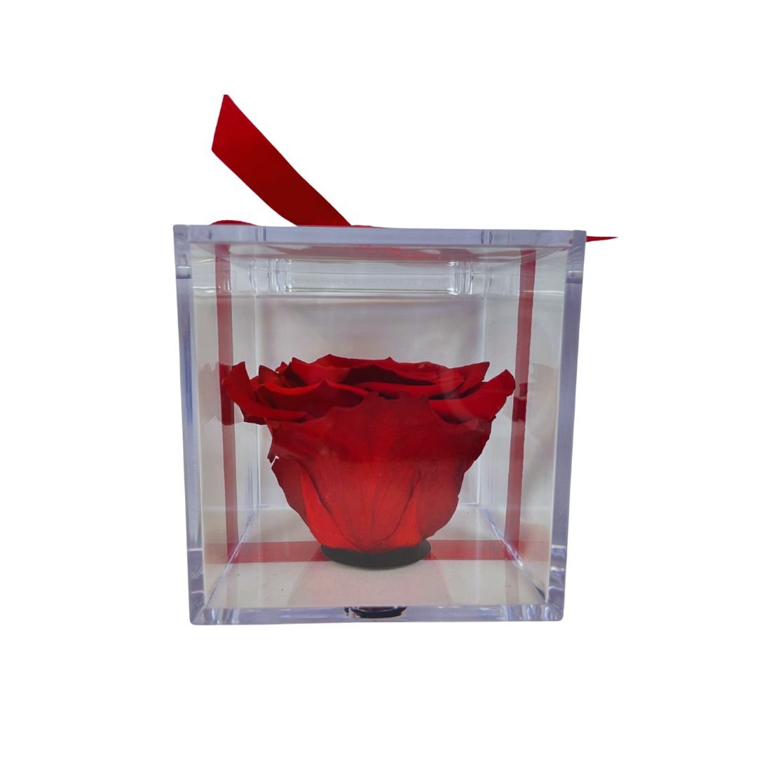 Rosa Stabilizzata in plexiglass - Mondoprato