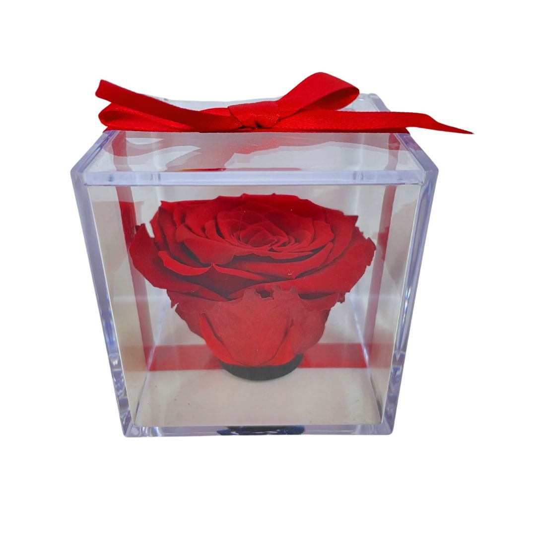 Rosa Stabilizzata in plexiglass - Mondoprato