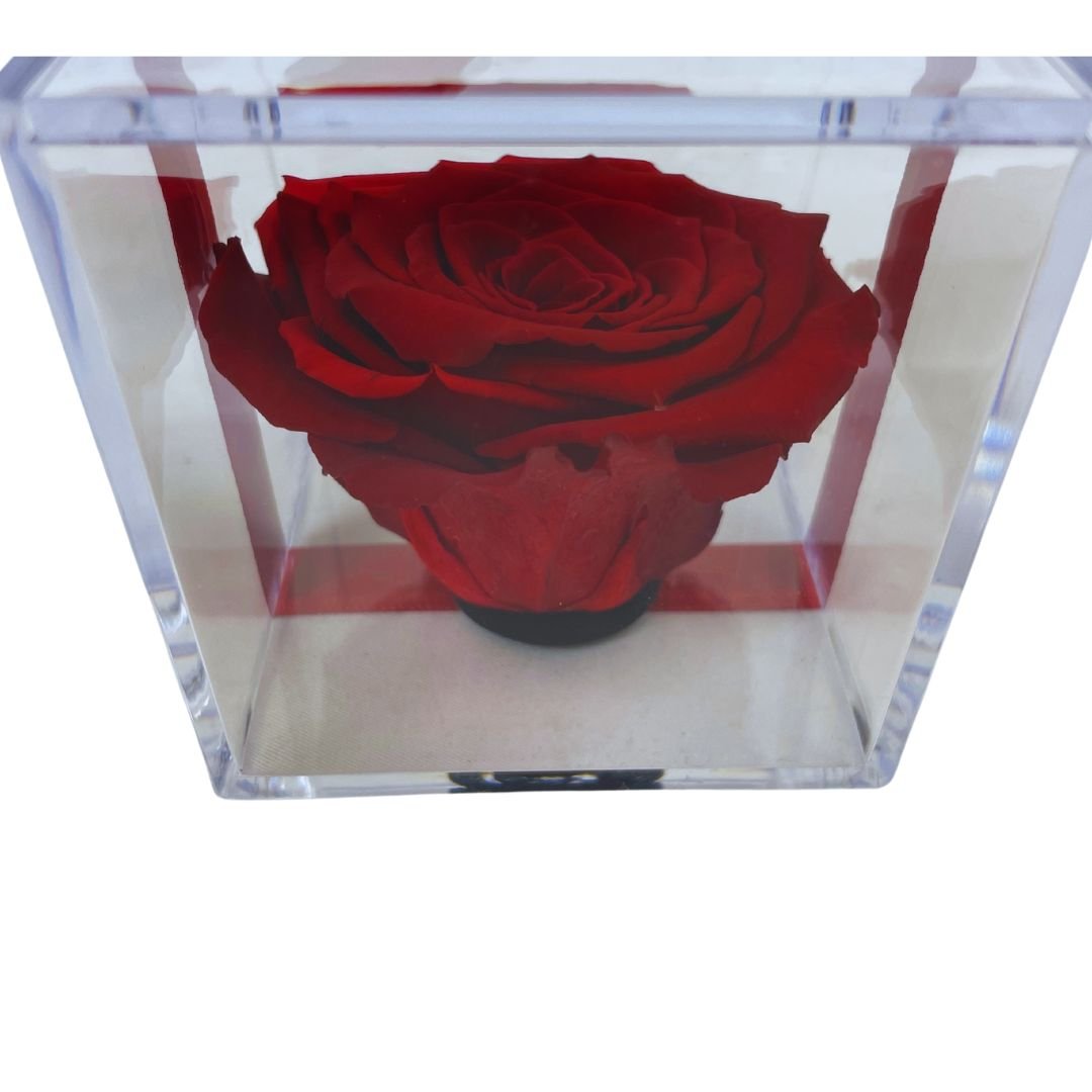 Rosa Stabilizzata in plexiglass - Mondoprato