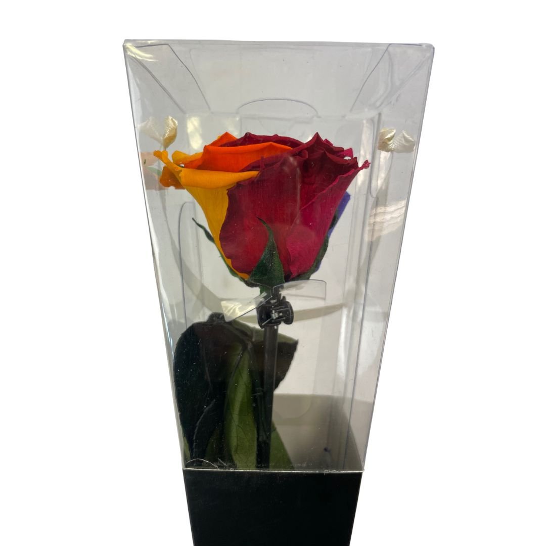 Rosa Stabilizzata Multicolor - 30 Cm - Mondoprato