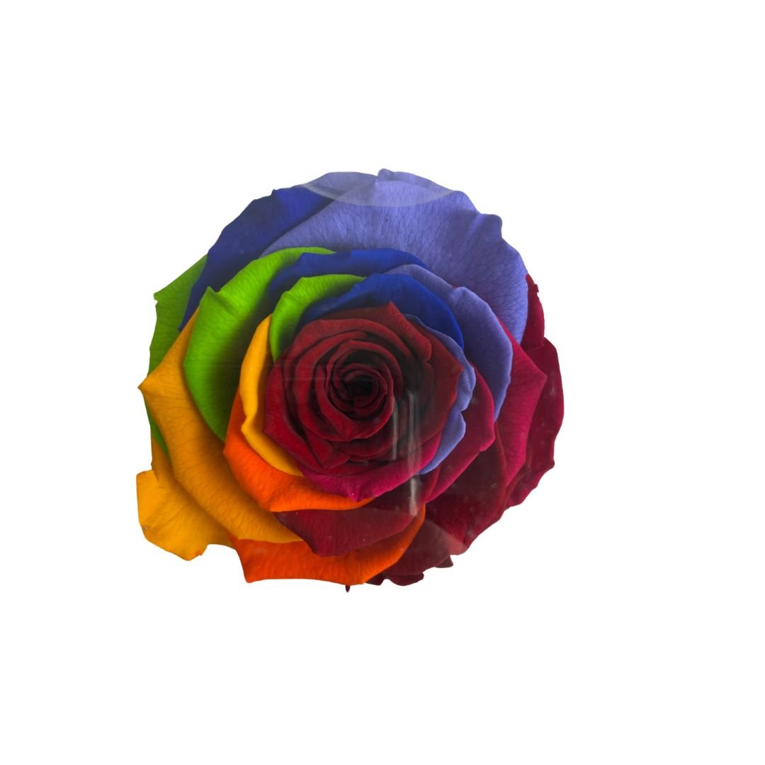 Rosa Stabilizzata Multicolor - 30 Cm - Mondoprato