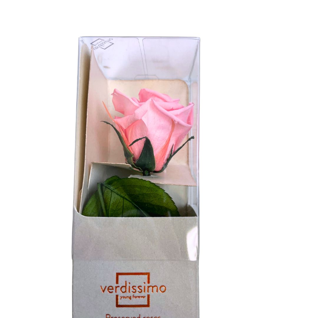 Stabilized Rose 25cm - Various Colors