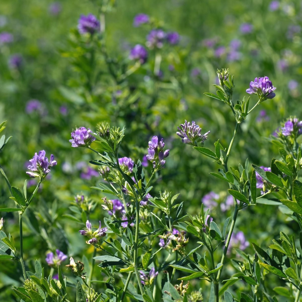 ERBA MEDICA 1KG - Mondoprato