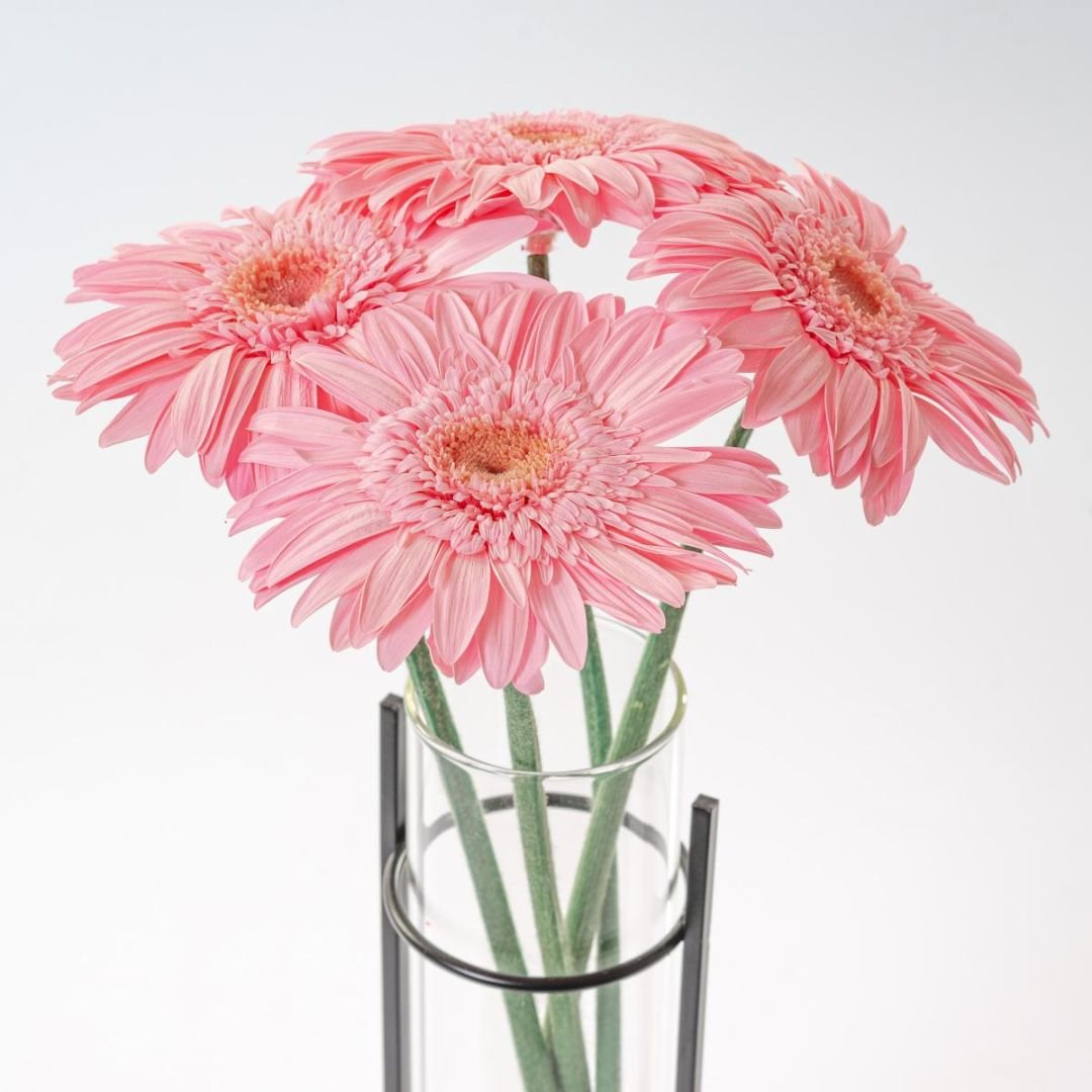 Gerbere Stabilizzate con Gambo - Mondoprato