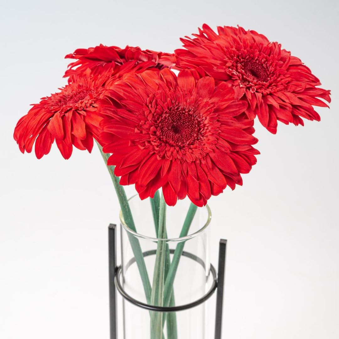 Gerbere Stabilizzate con Gambo - Mondoprato