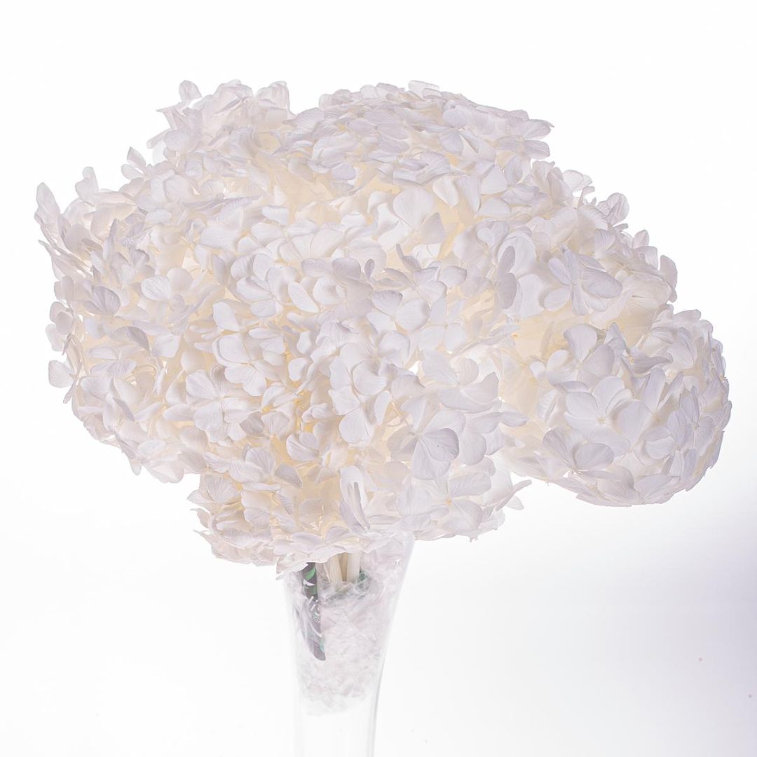 Ortensia Stabilizzata Bianca in mazzo - Mondoprato