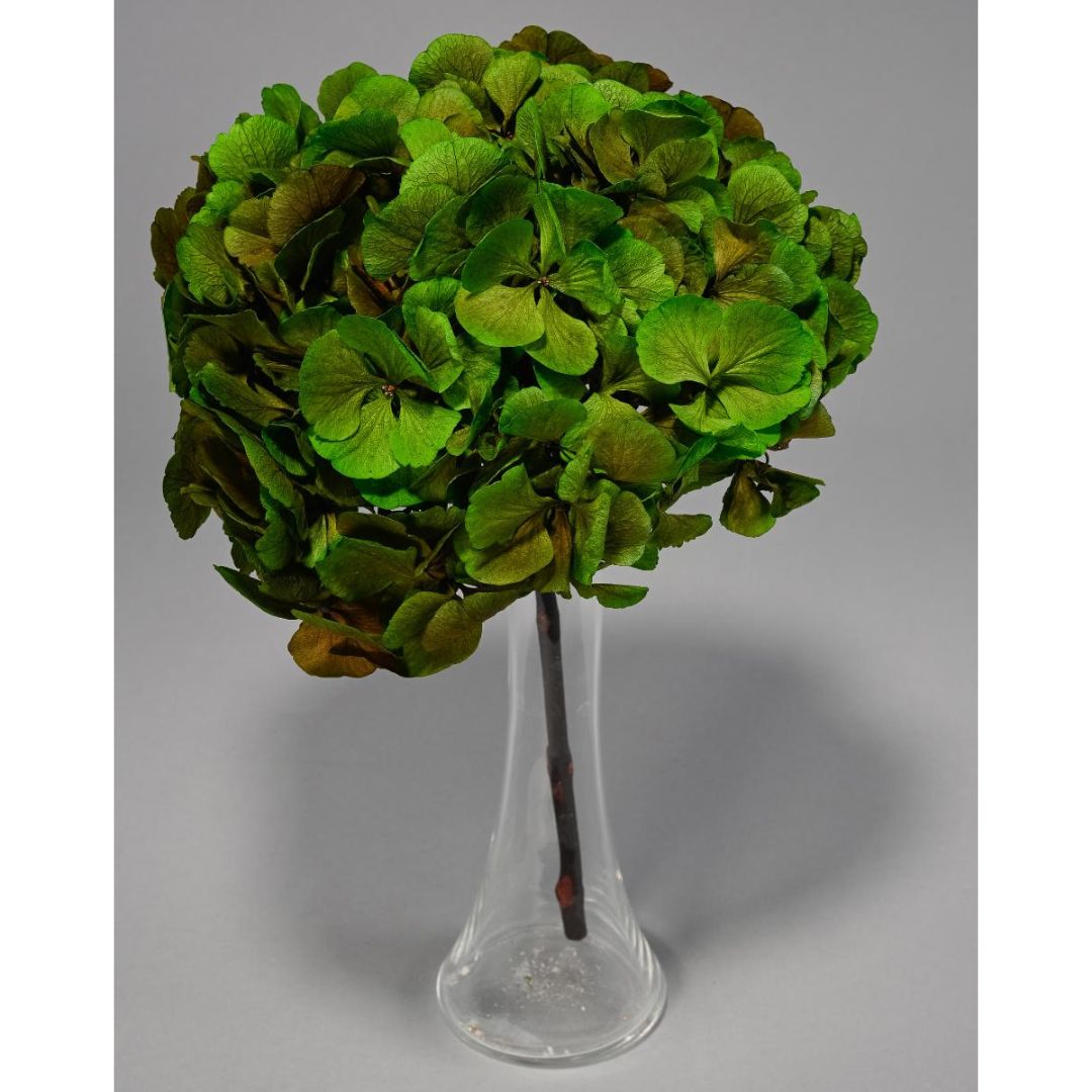 Ortensia Stabilizzata - Vari colori - Mondoprato