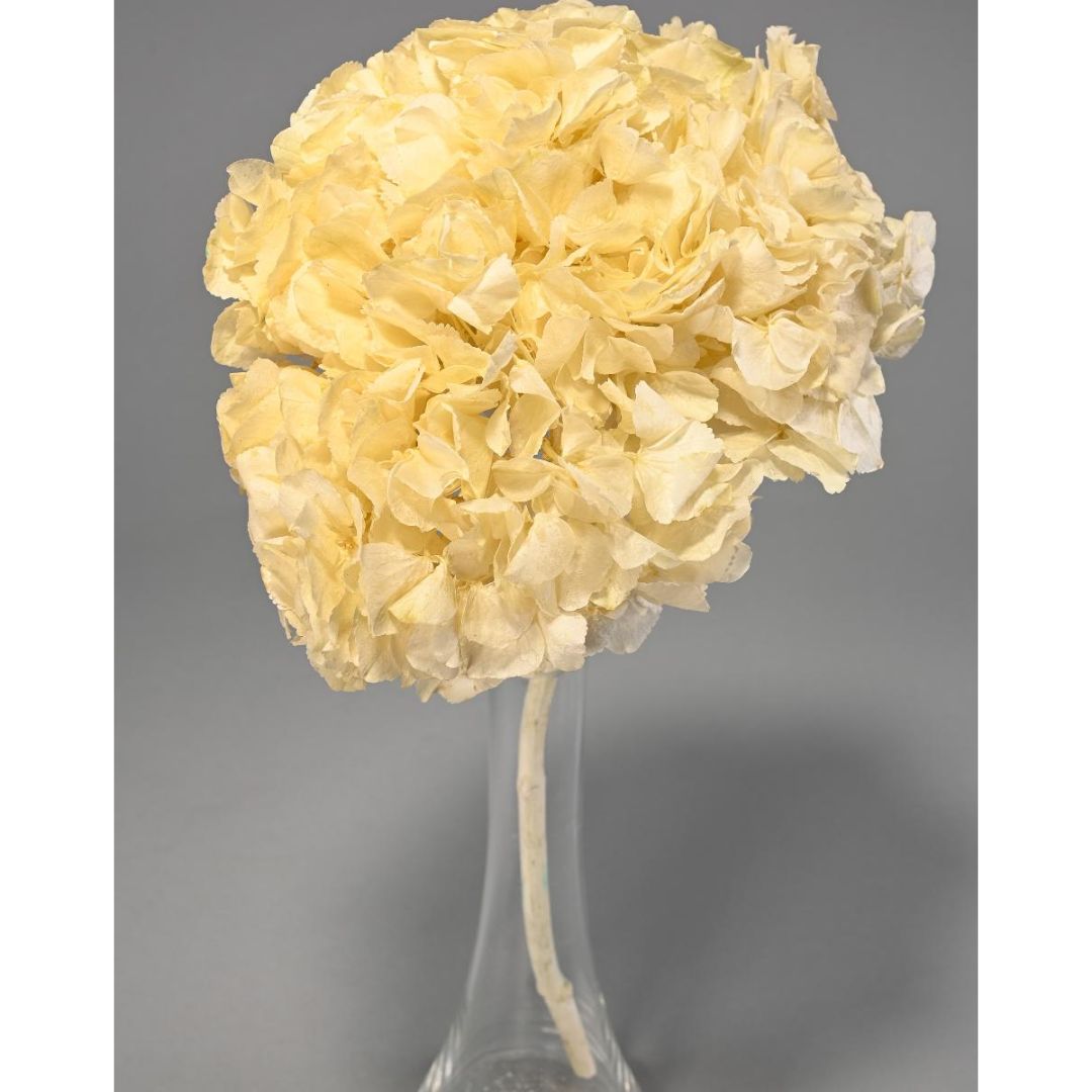 Ortensia Stabilizzata - Vari colori - Mondoprato