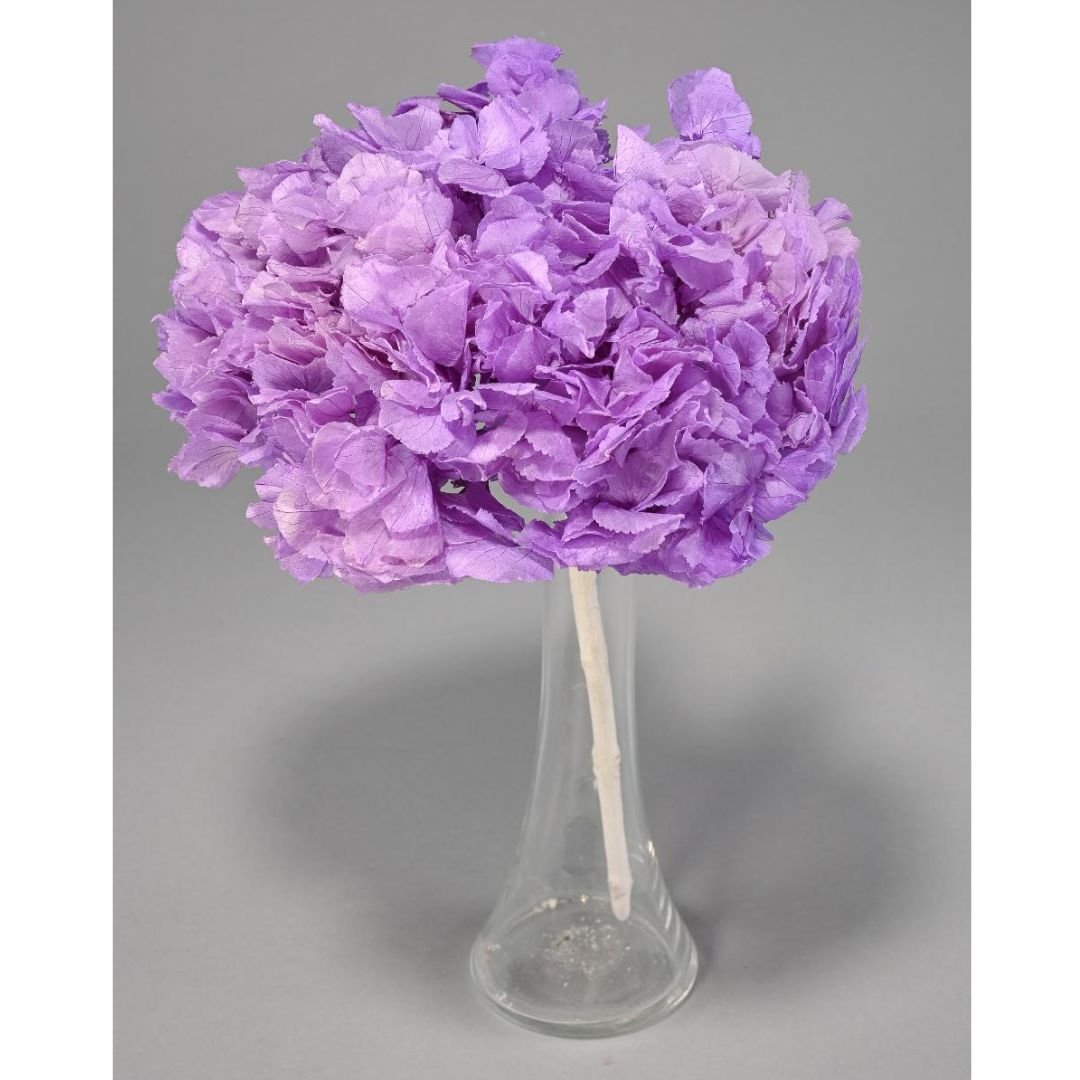 Ortensia Stabilizzata - Vari colori - Mondoprato