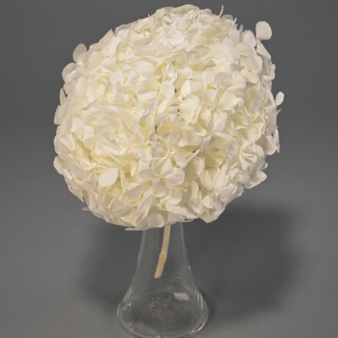 Ortensia Stabilizzata - Vari colori - Mondoprato