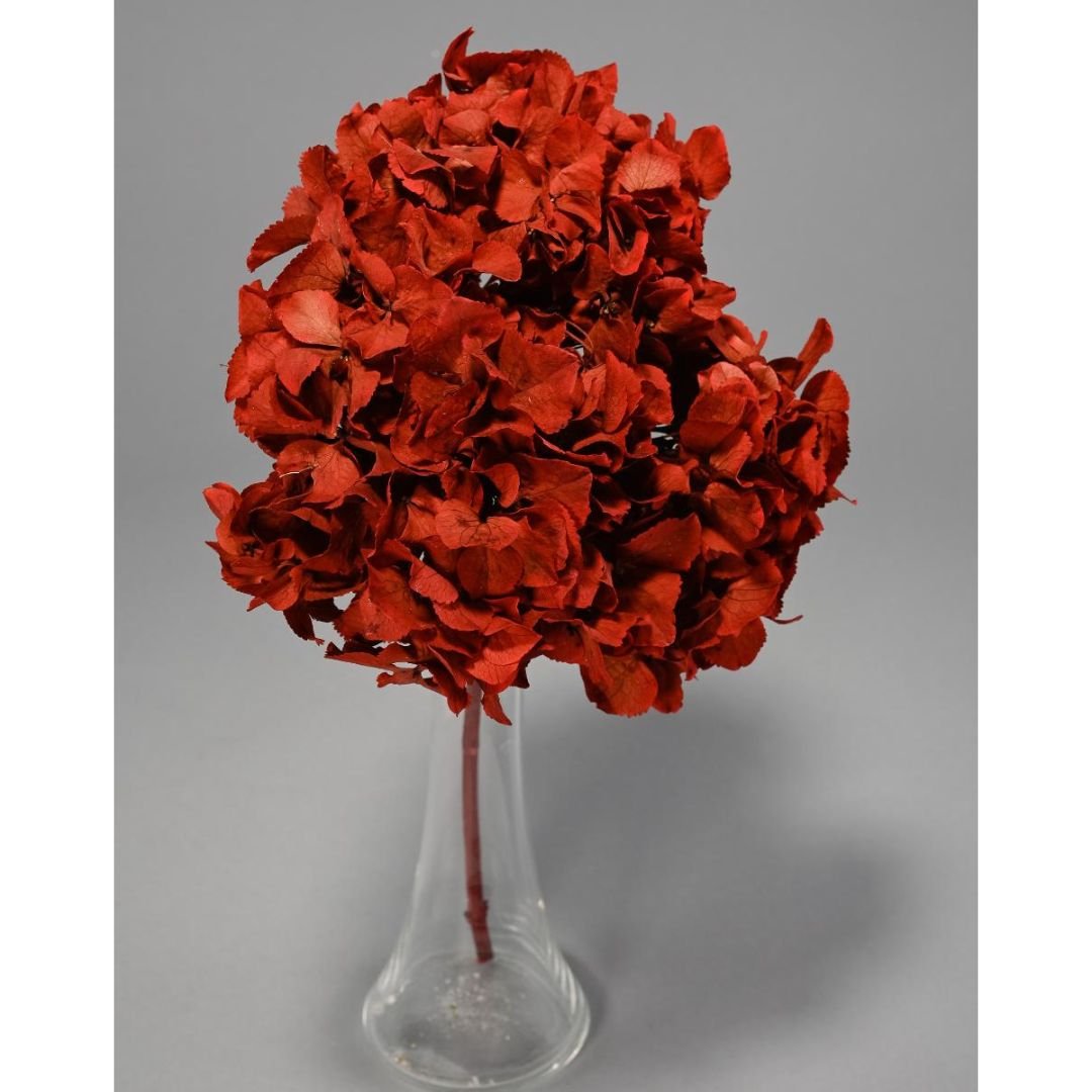 Ortensia Stabilizzata - Vari colori - Mondoprato