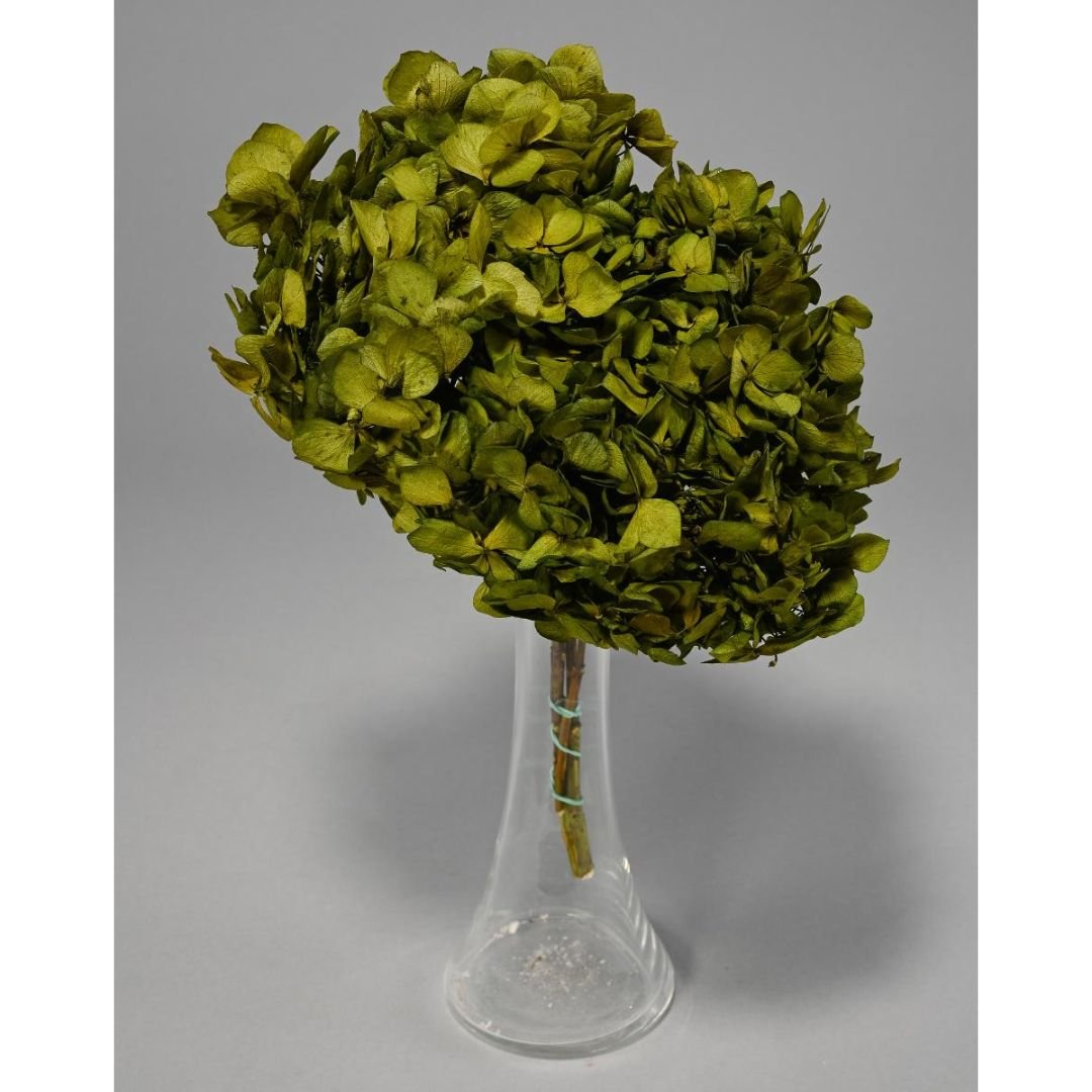 Ortensia Stabilizzata - Vari colori - Mondoprato