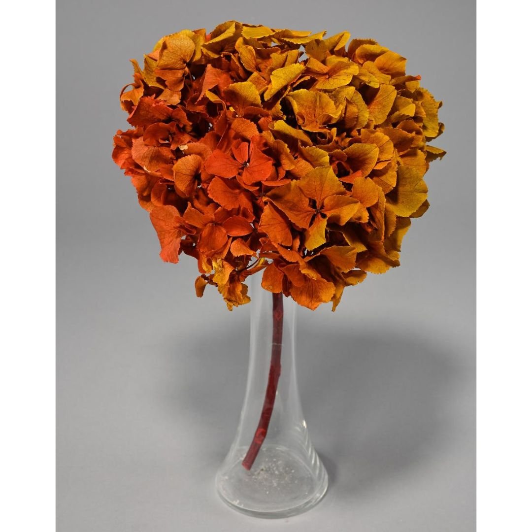 Ortensia Stabilizzata - Vari colori - Mondoprato