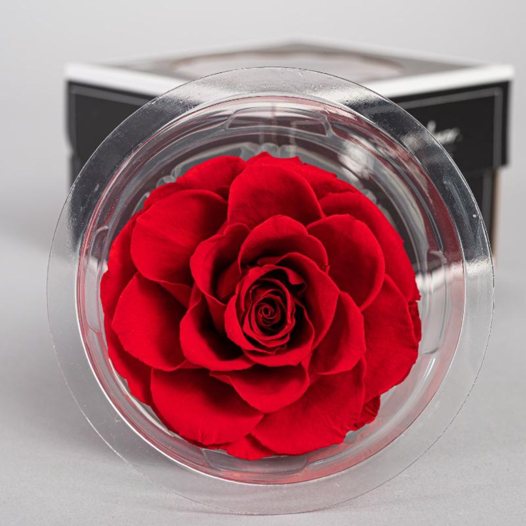 Rosa Stabilizzata "Bonita" - Mondoprato