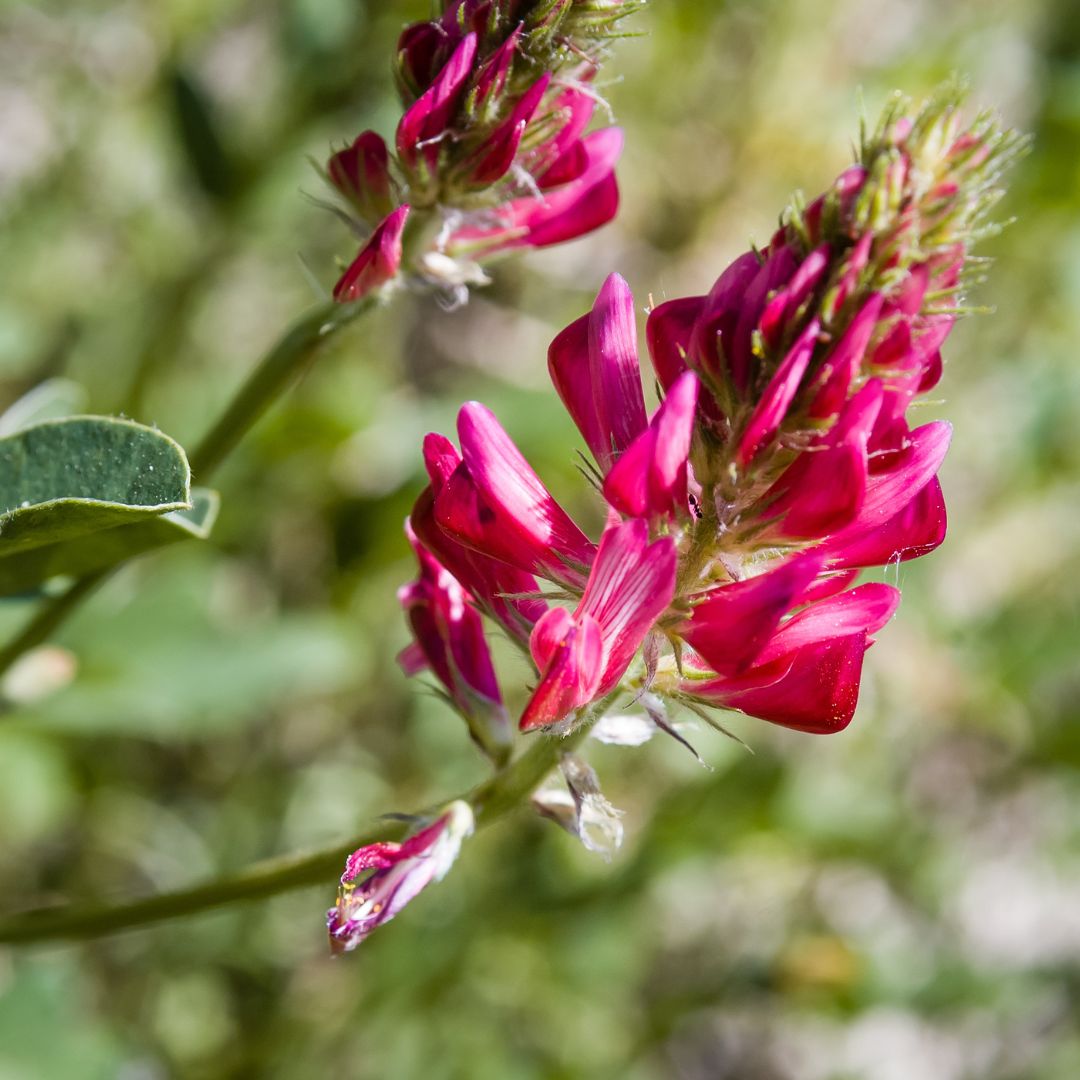 Sulla (Hedysarum Coronarium L.) - Mondoprato