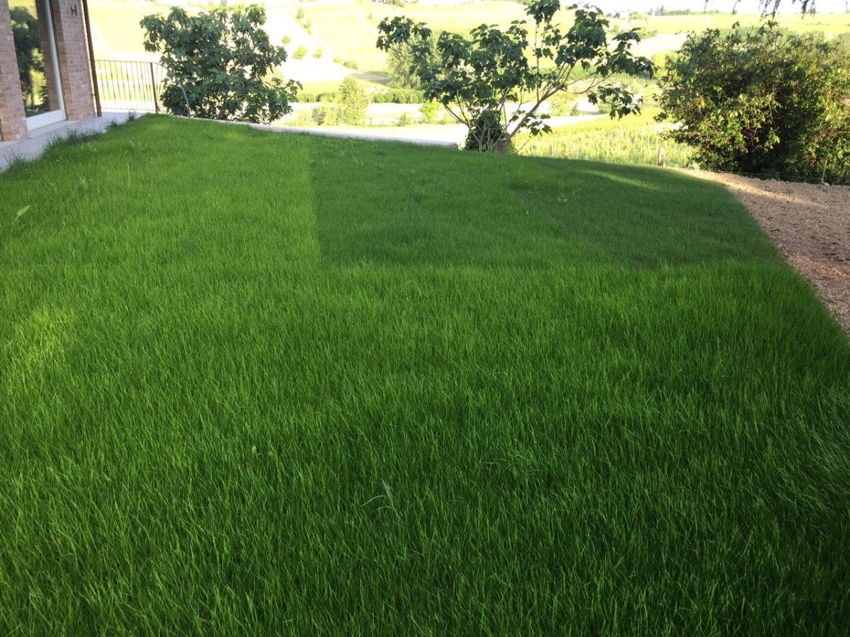 Viresco- Biostuoia prato soleggiato 50mq - Mondoprato