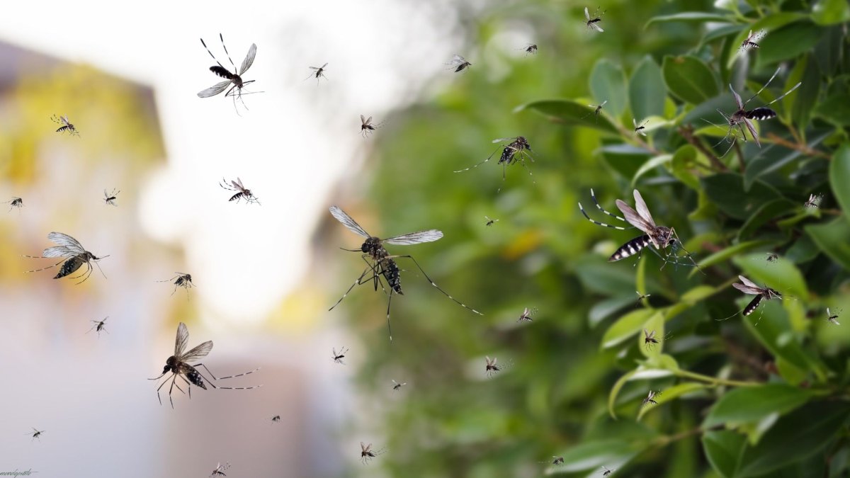 Come eliminare gli insetti dal giardino in modo naturale - Mondoprato