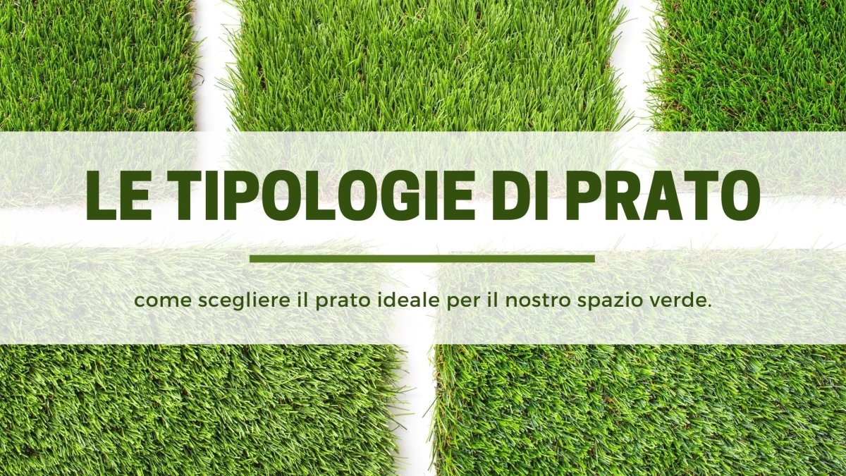 Le tipologie di prato: come scegliere il prato ideale per il tuo giardino. - Mondoprato