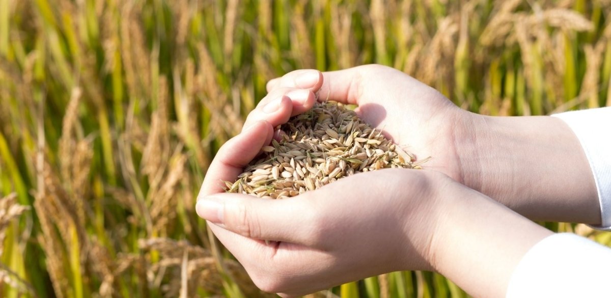 Sementi per agricoltura | Mondoprato