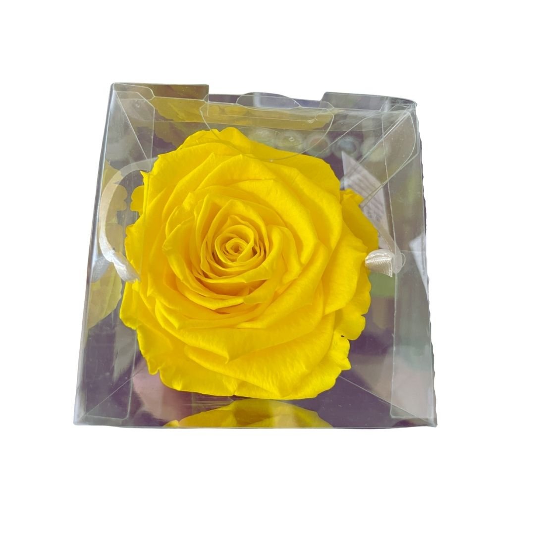 Rosa Stabilizzata in cono - Vari colori - Mondoprato