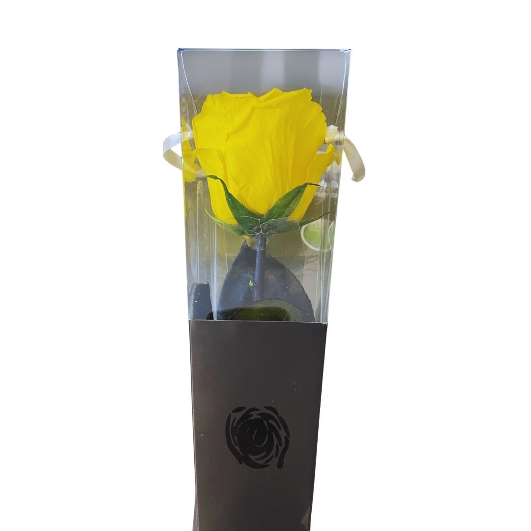 Rosa Stabilizzata in cono - Vari colori - Mondoprato