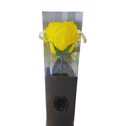 Rosa Stabilizzata in cono - Vari colori - Mondoprato