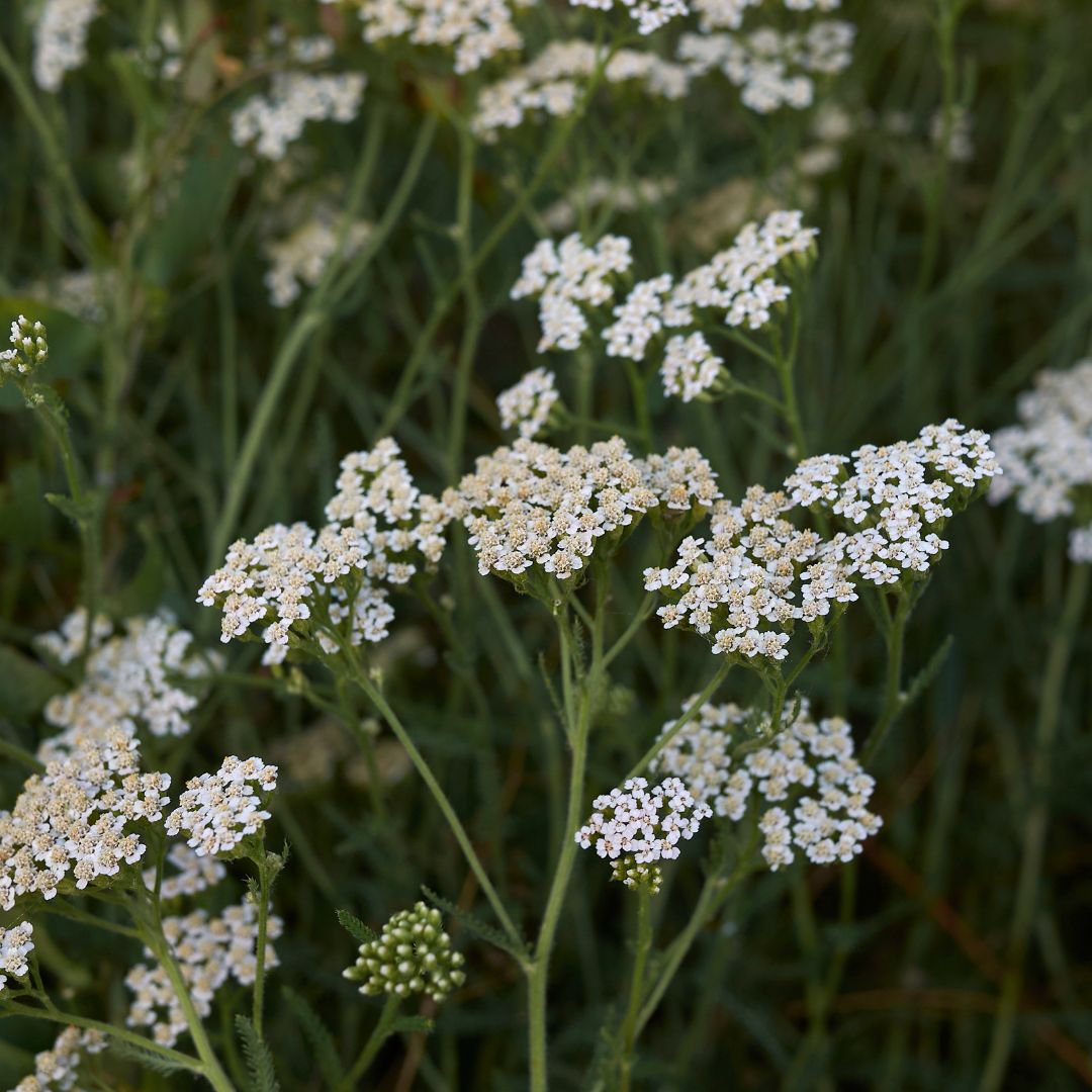 Semi Di Achillea Millefoglie Mix Bacche D'Estate - Confezione Da 100+ Semi Per Giardinaggio - Foto 5