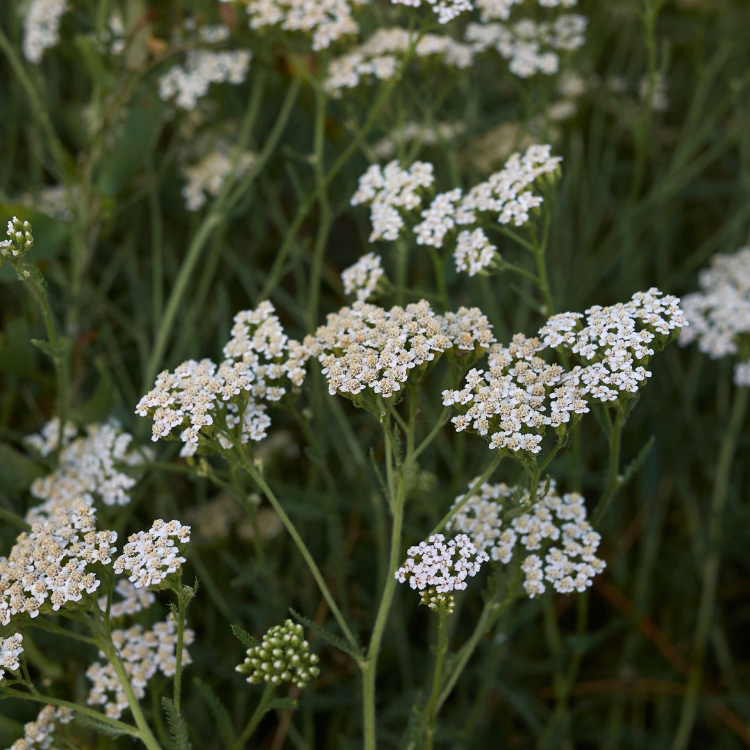 Achillea Millefolium - Mondoprato