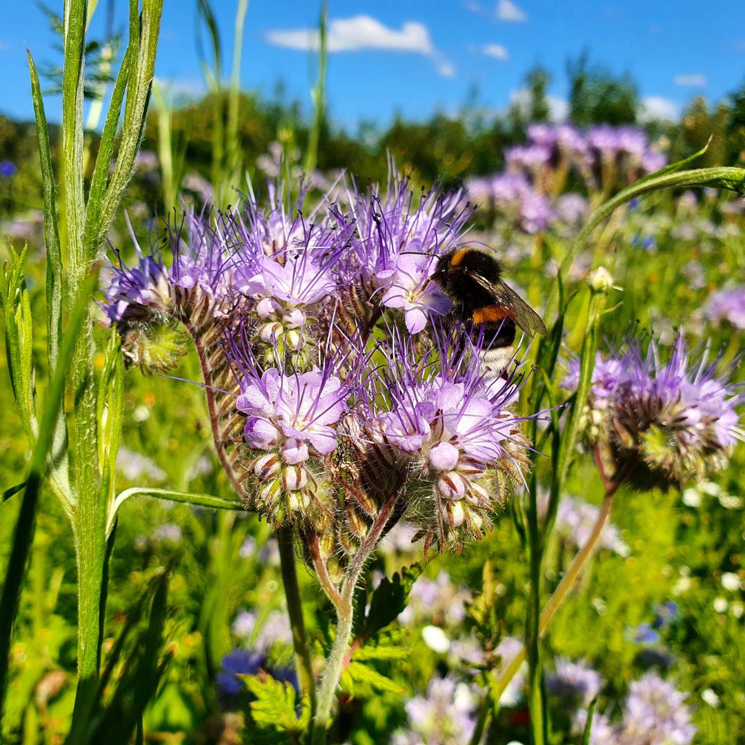 Facelia - Phacelia tanacetifolia - Mondoprato