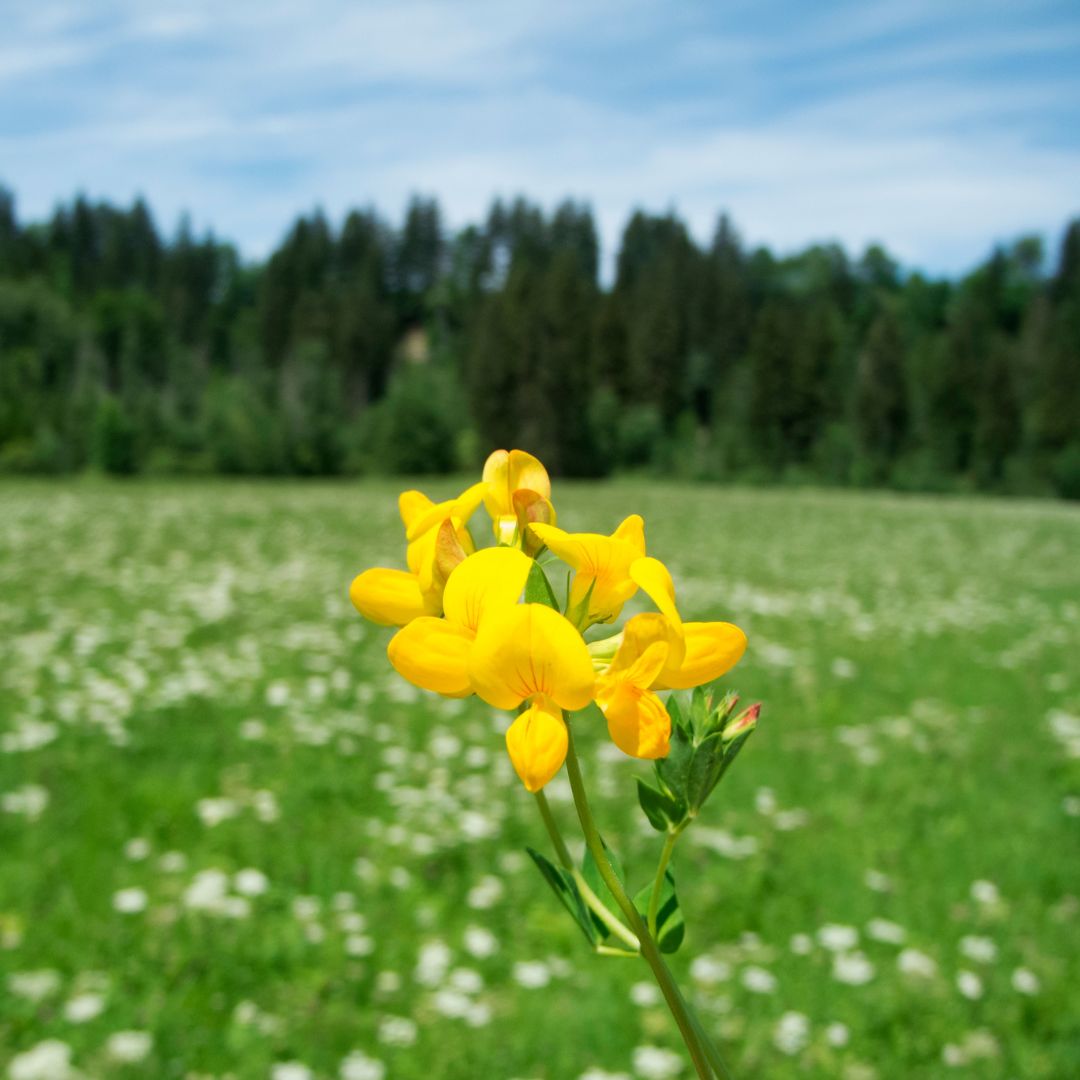 Ginestrino (Lotus Corniculatus) - Mondoprato