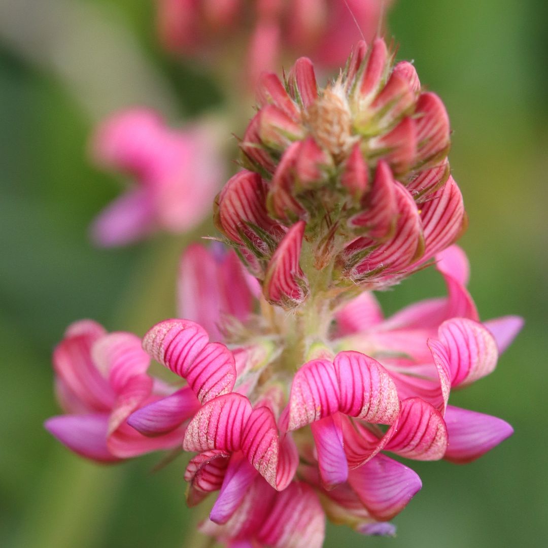 Lupinella Sgusciata (Onobrychis Viciifolia) - Mondoprato