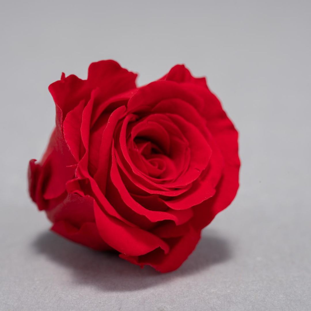 Rose Stabilizzate 16 Pezzi - 2 Colori - Mondoprato