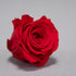 Rose Stabilizzate 16 Pezzi - 2 Colori - Mondoprato