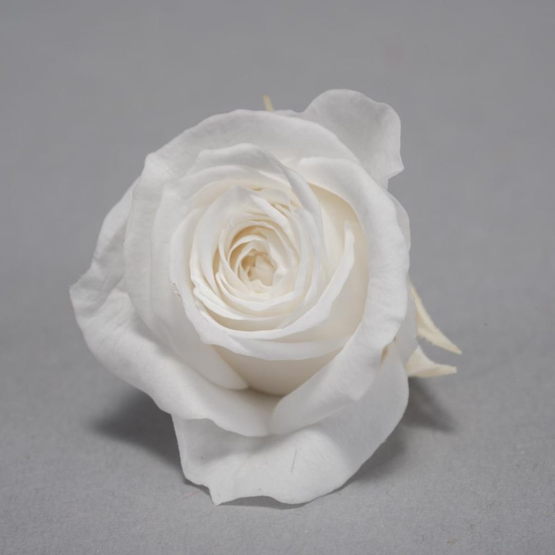 Rose Stabilizzate 16 Pezzi - 2 Colori - Mondoprato